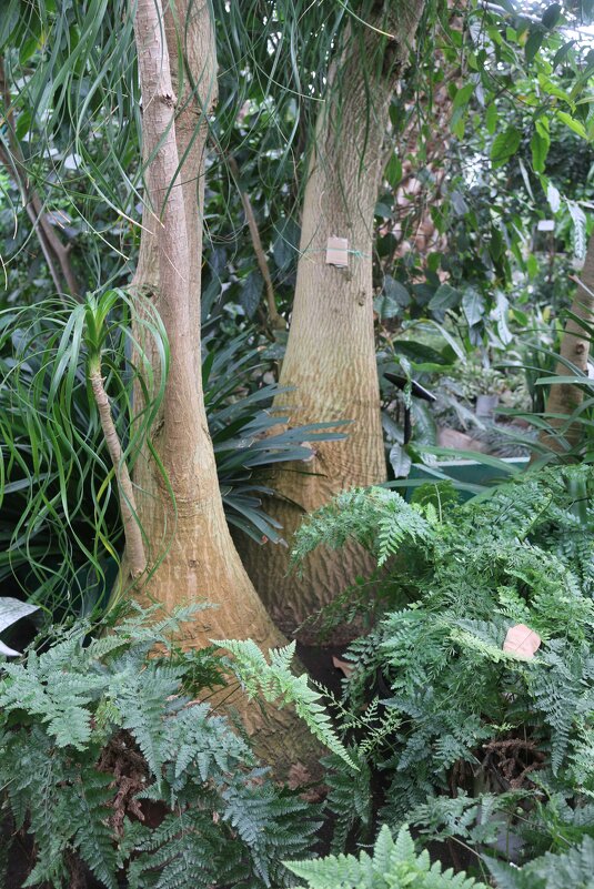 Тропики ботанического сада - Ольга Тропики ботанического сада - Ольга