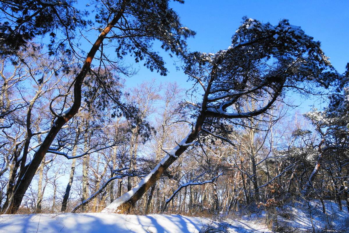 Февраль, побережье Балтийского моря, Калининградская область - Рита Симонова Февраль, побережье Балтийского моря, Калининградская область - Рита Симонова