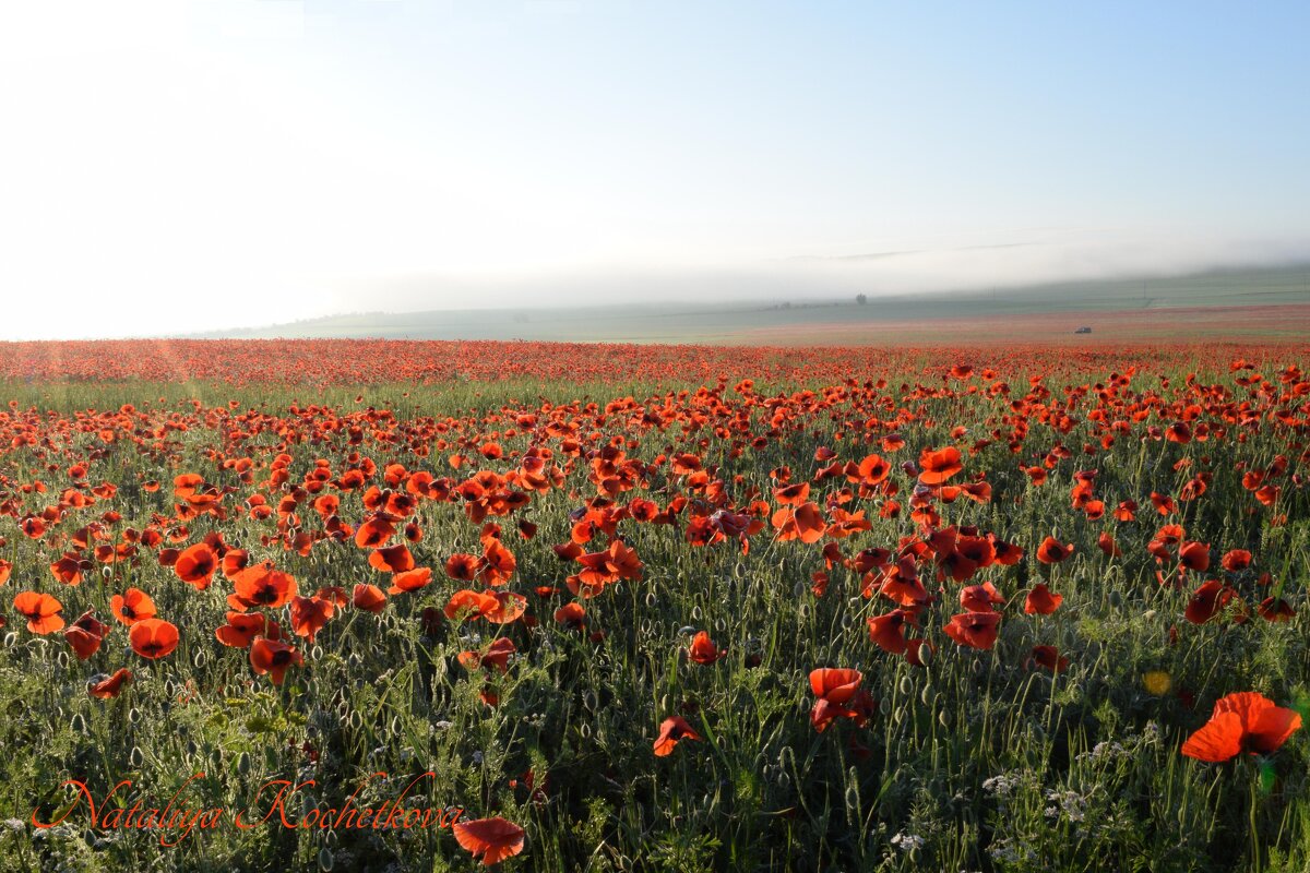 Природа Крыма - Amazing Cosmea Природа Крыма - Amazing Cosmea