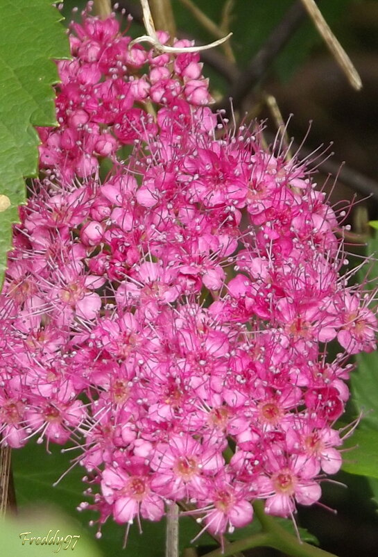 Спирея - Freddy 97