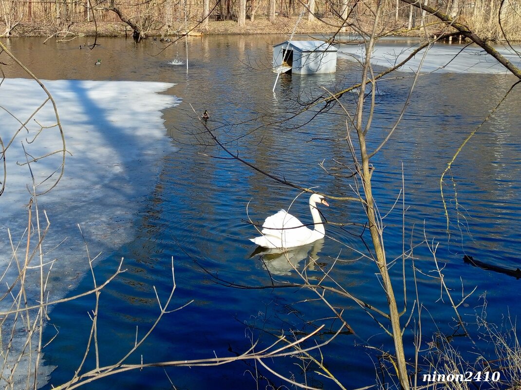 Март в ростовском зоопарке - Нина Бутко