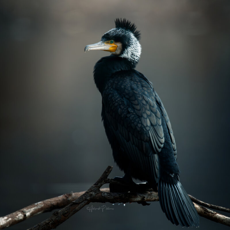 Мистер Икс - Александр Плеханов