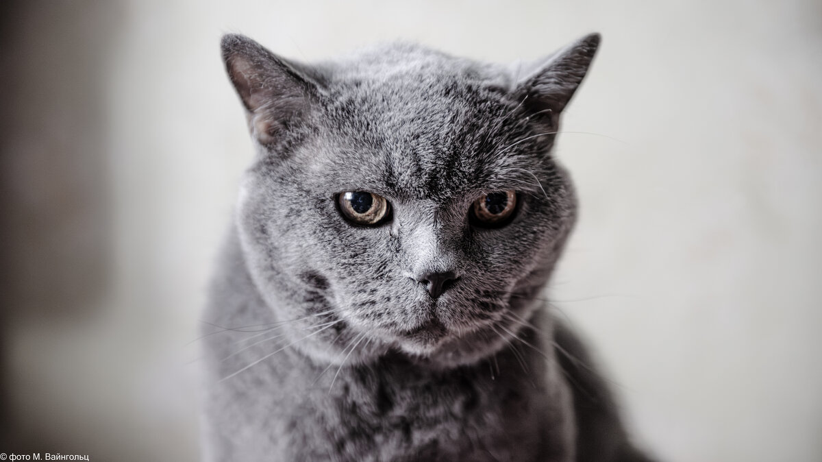 Мой старый и мудрый кот - Михаил Мой старый и мудрый кот - Михаил