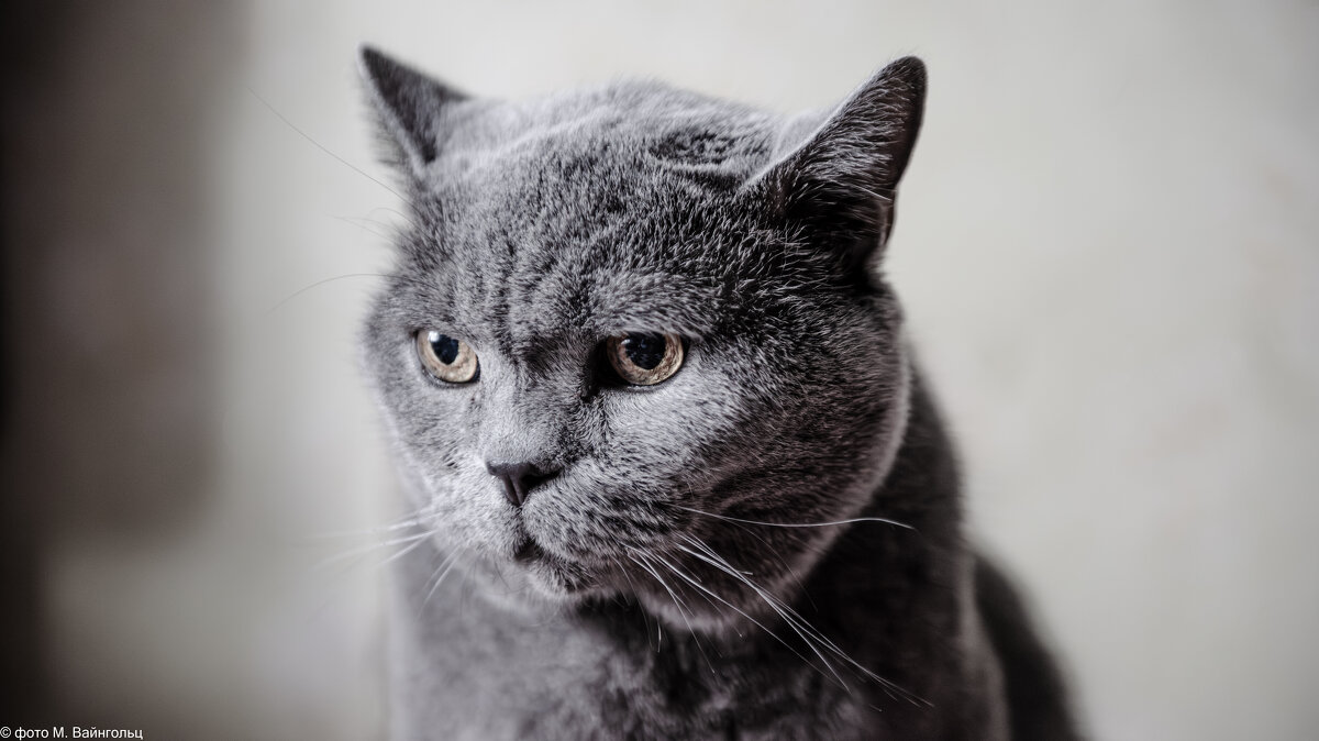 Мой старый и мудрый кот - Михаил Мой старый и мудрый кот - Михаил