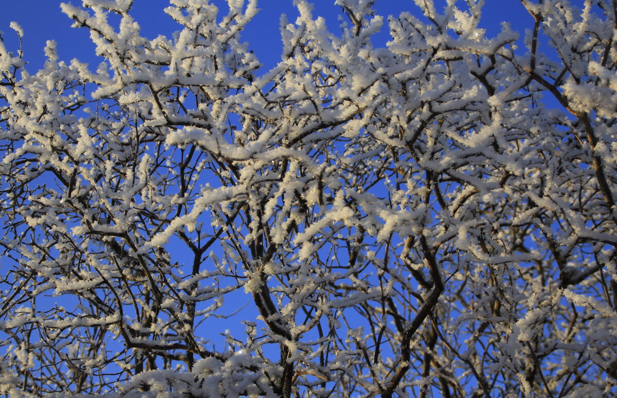 Зимний этюд .. - Татьян@ Ивановна Зимний этюд .. - Татьян@ Ивановна