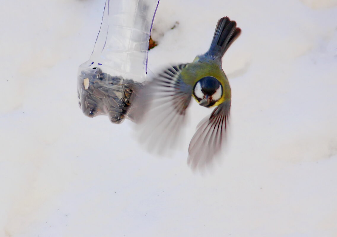 С добычей - Александр Чеботарь
