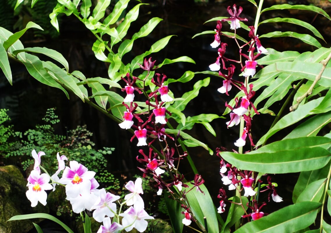 Царство орхидей.. - Aida10 