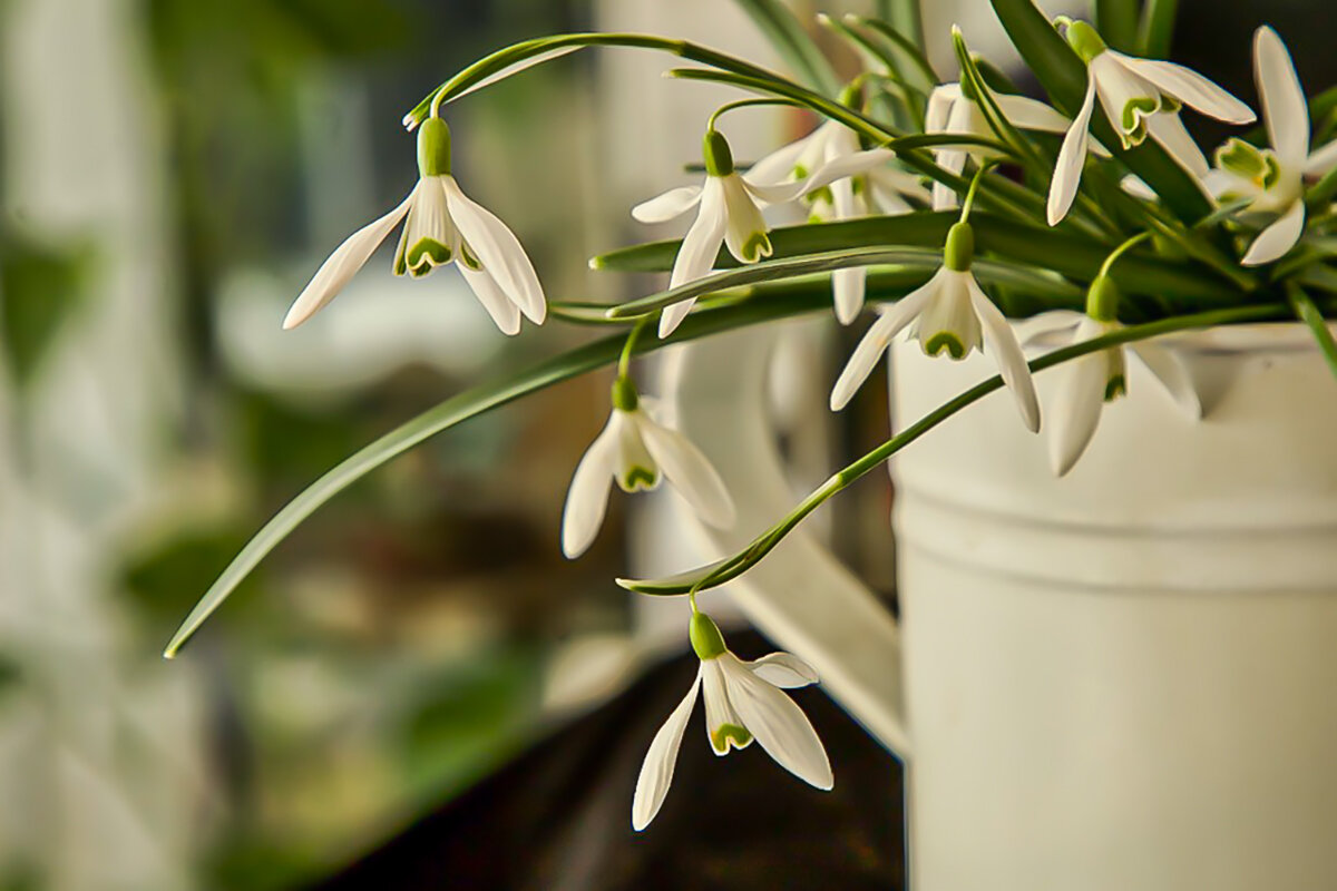 первоцветы. - Lucy Schneider 