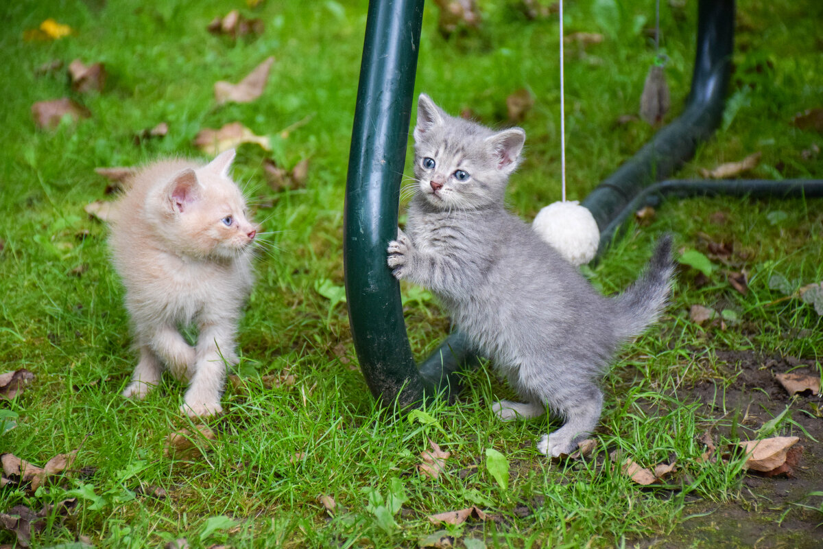 Майя и Марсик - Валюша Черкасова Майя и Марсик - Валюша Черкасова