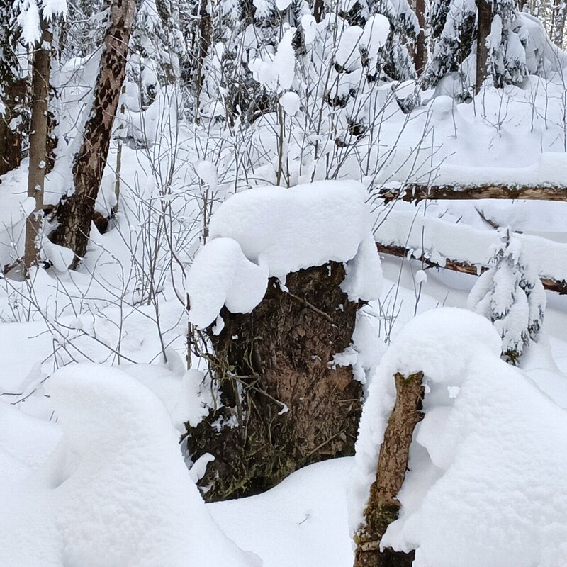 старшее существо с трибуны недоволен беспорядком - Владимир 