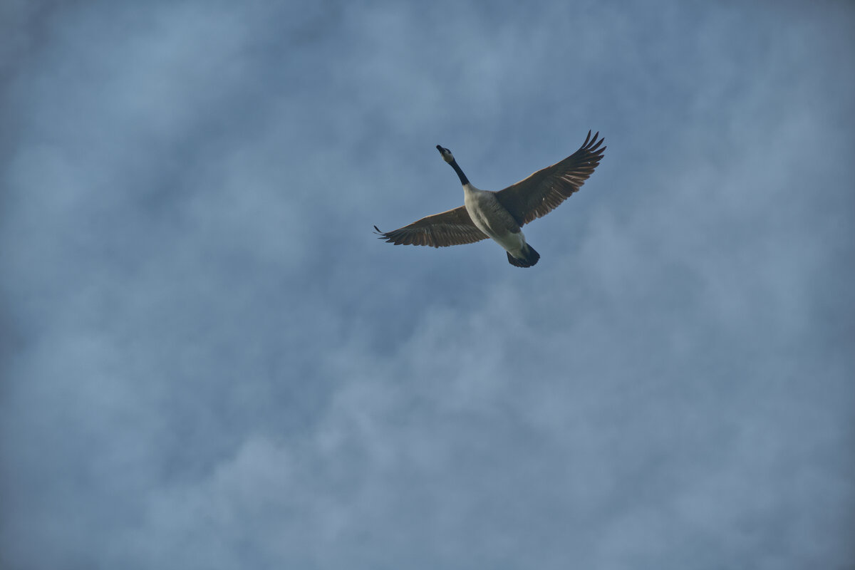 Гусь или не гусь, ... -) ) ) - Jakob Dick