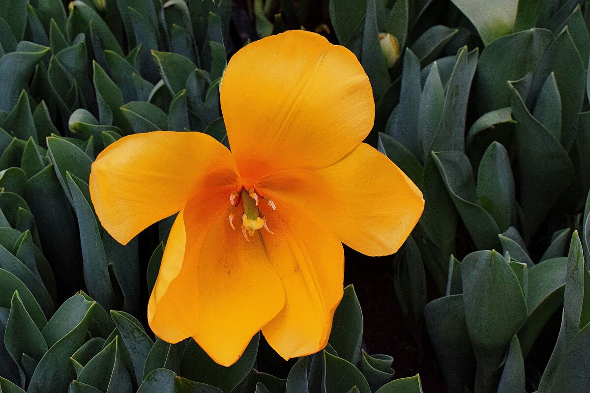 Один из всех растюльпанился. - Татьяна Помогалова