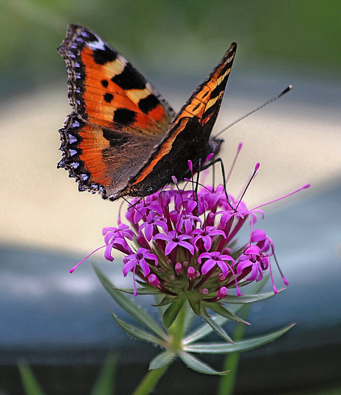 Весенний мотылёк - Valziwa 