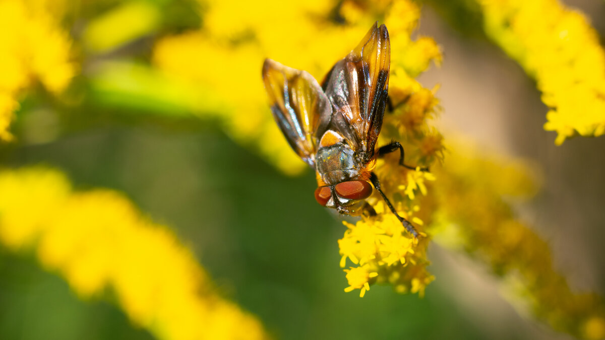 Летнее макро - Владимир Лазарев Летнее макро - Владимир Лазарев