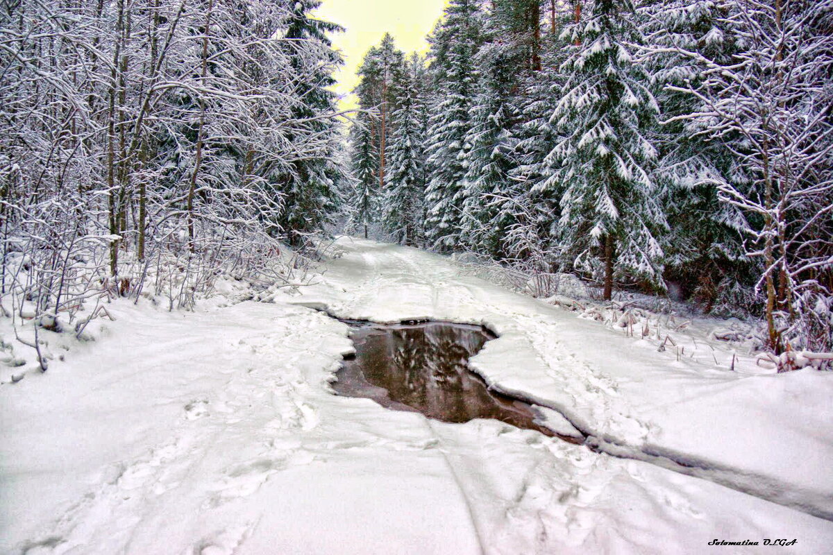 в лесу....... - Ольга Cоломатина