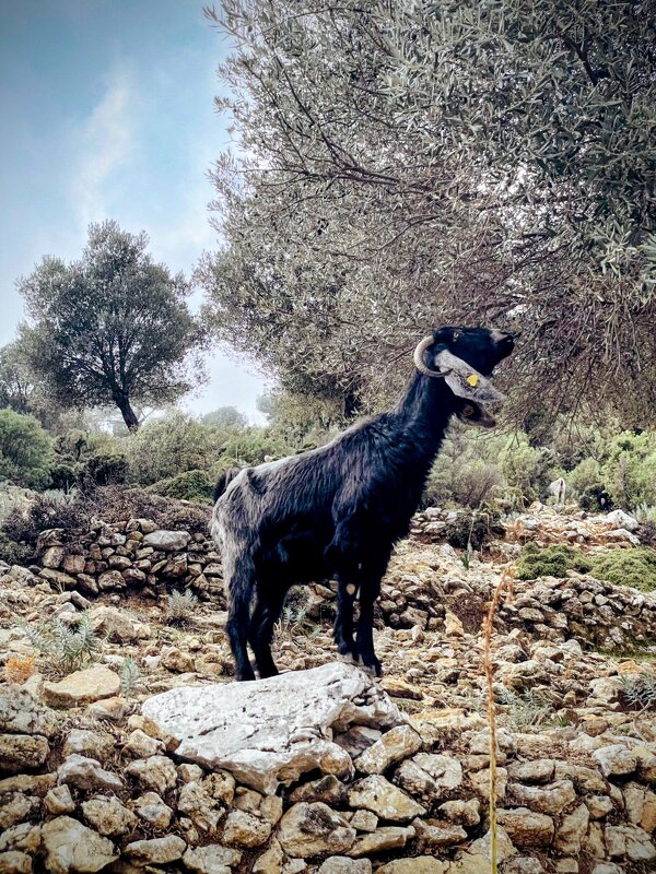 Горная коза - Георгиевич 