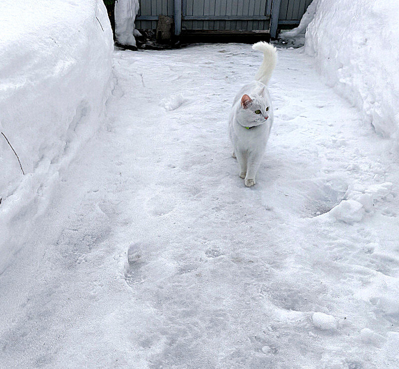 - Все говорят, весна пришла... за сугробами не видно никакой весны... - Елена 
