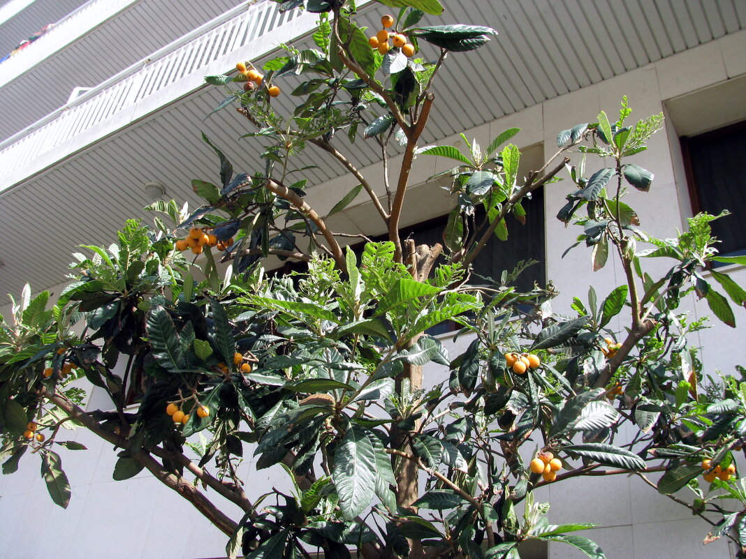 Барселона. - Владимир Драгунский