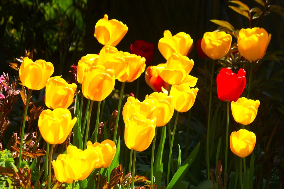 Доброе утро - Юрий. Шмаков