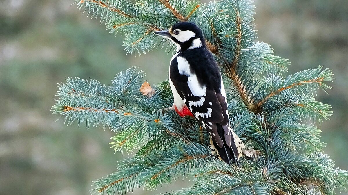 Дятел в городском парке. - Милешкин Владимир Алексеевич 