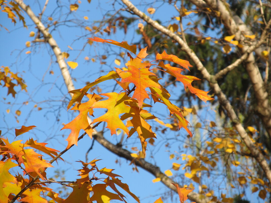 тихий октябрь - Елена Шаламова