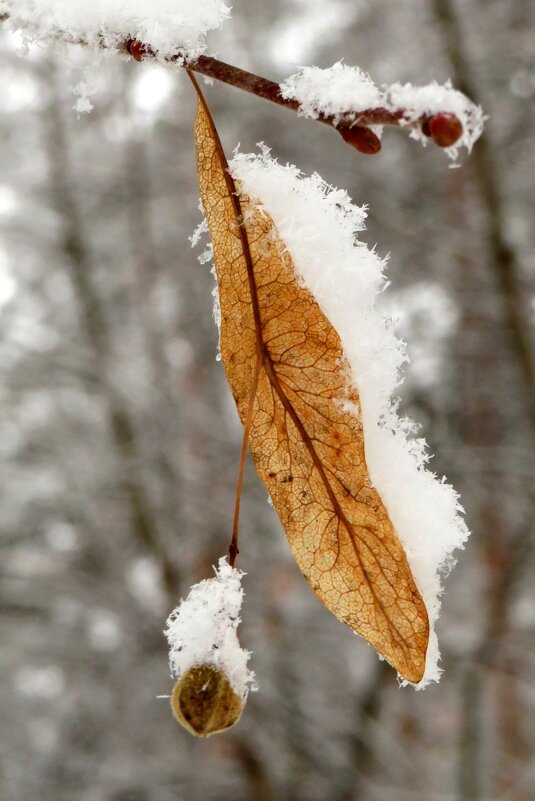 Соцветие липы под снегом - Андрей Снегерёв