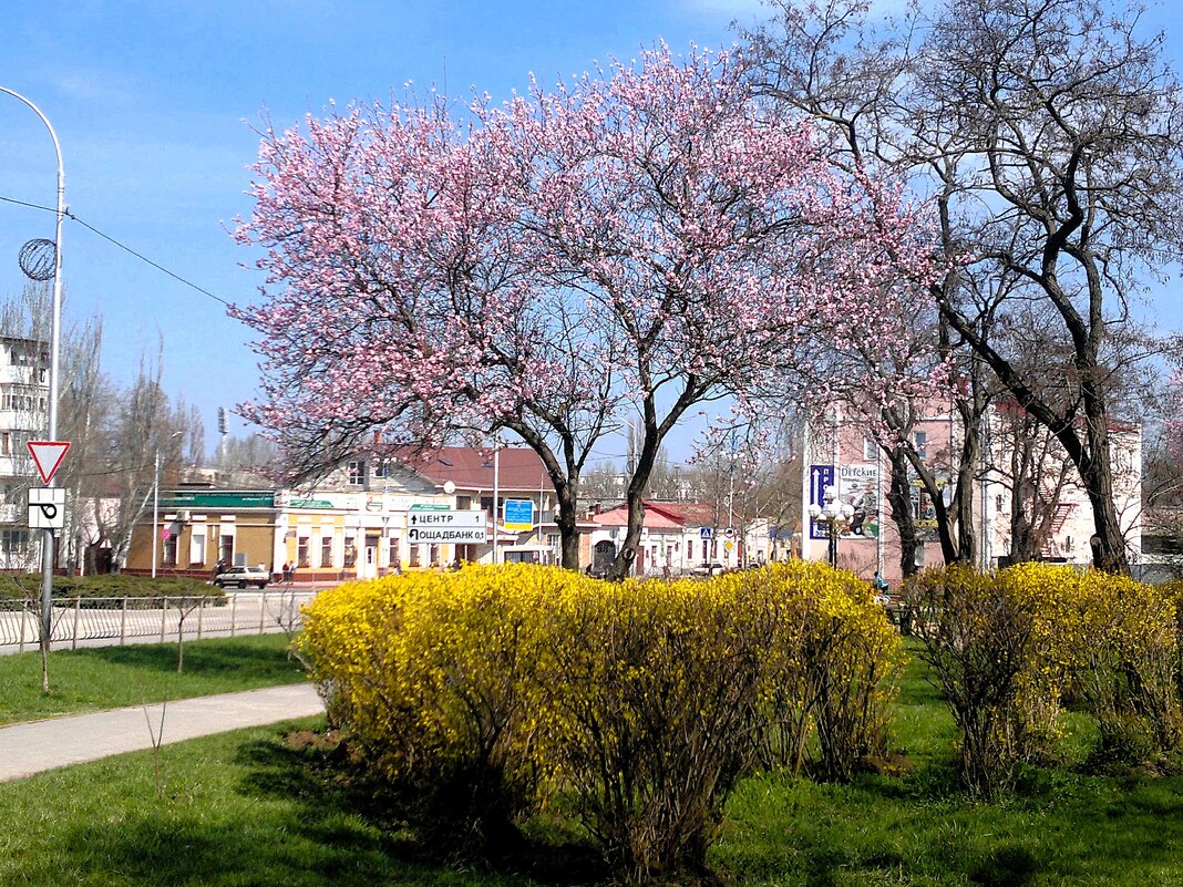 Керчь. Сквер им. Н.И. Пирогова ранней весной. - Пётр Чернега Керчь. Сквер им. Н.И. Пирогова ранней весной. - Пётр Чернега