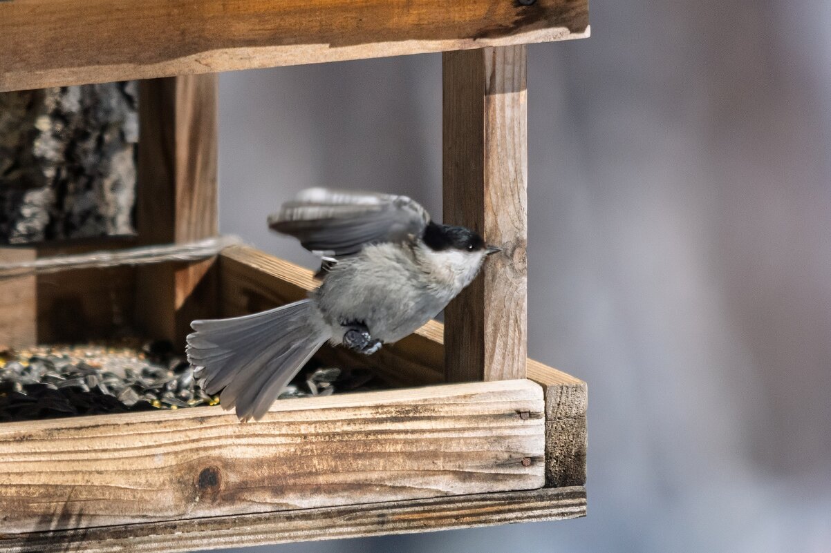 Обед закончен - Виктор Иванович Чернюк