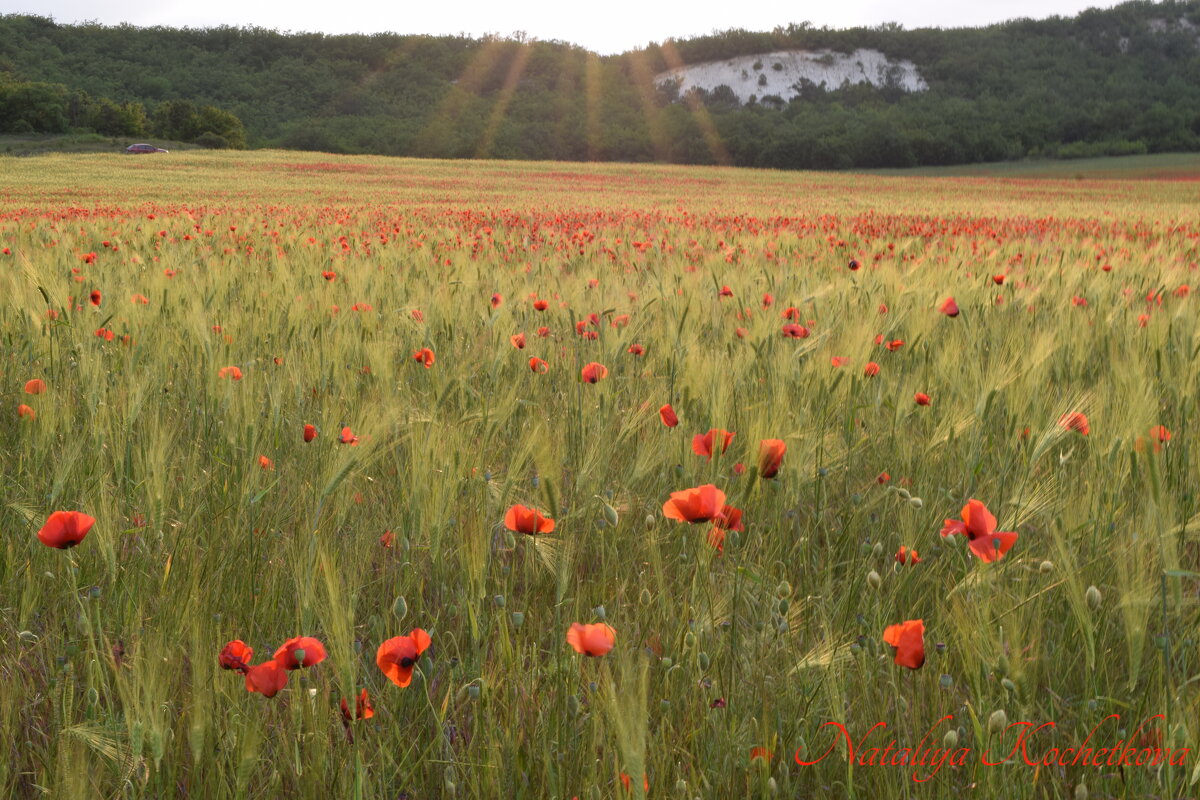 Природа Крыма - Amazing Cosmea