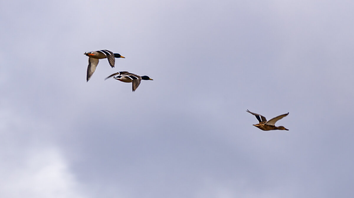 Два матерых кавалера летят за дамой - Игорь Сикорский