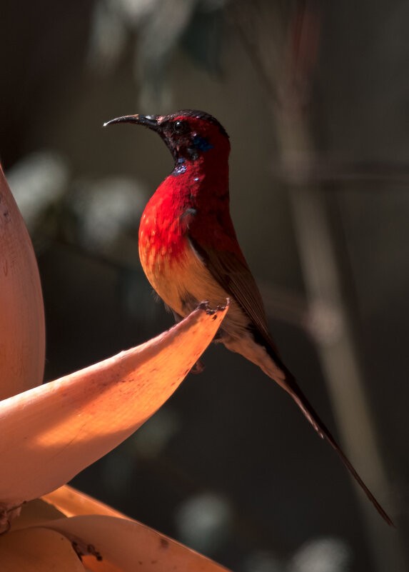 Гульдова нектарница - Yudong Liu