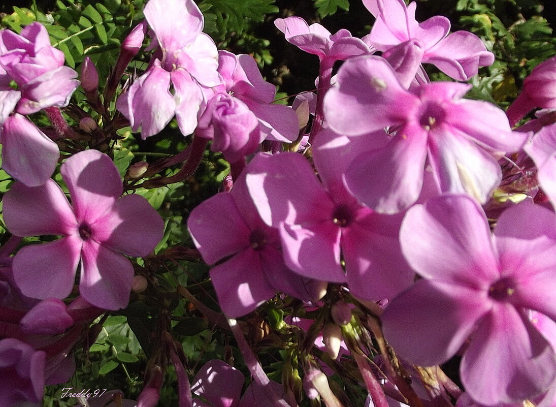 Флоксы - Freddy 97