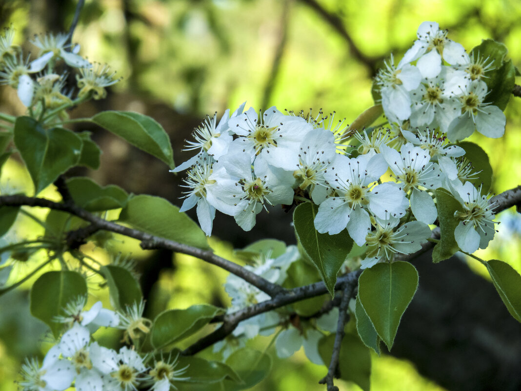 Весенние  цветы - Валентин Семчишин