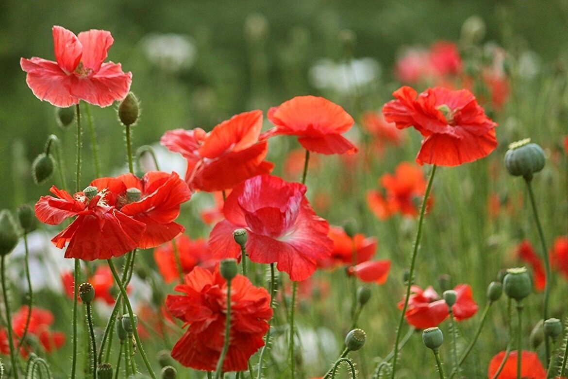 На полянке лето - елена беликова