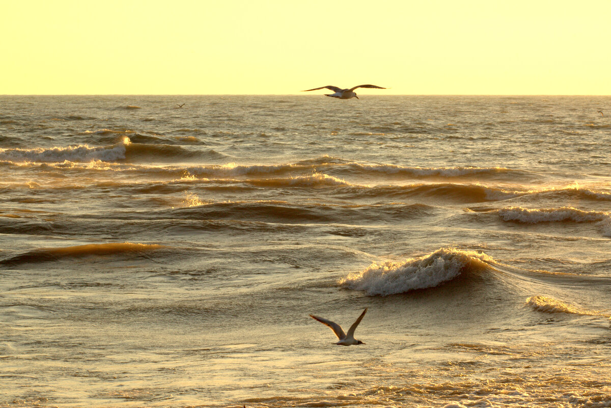 В поисках добычи - Валерий 