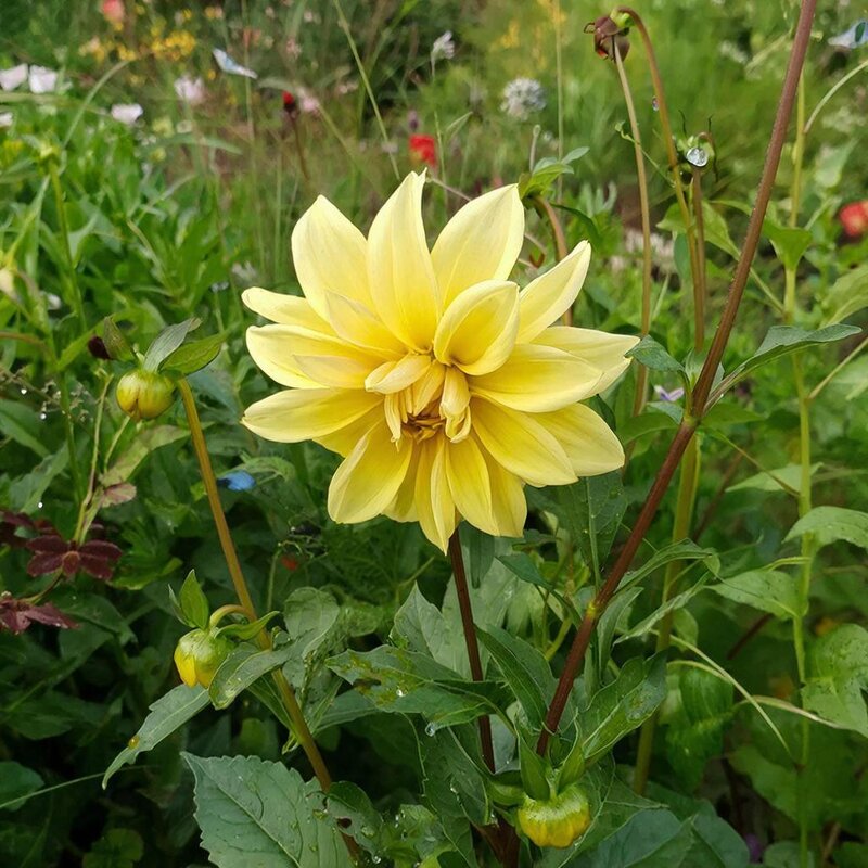 цветы - МАРИЯ ПОПОВА