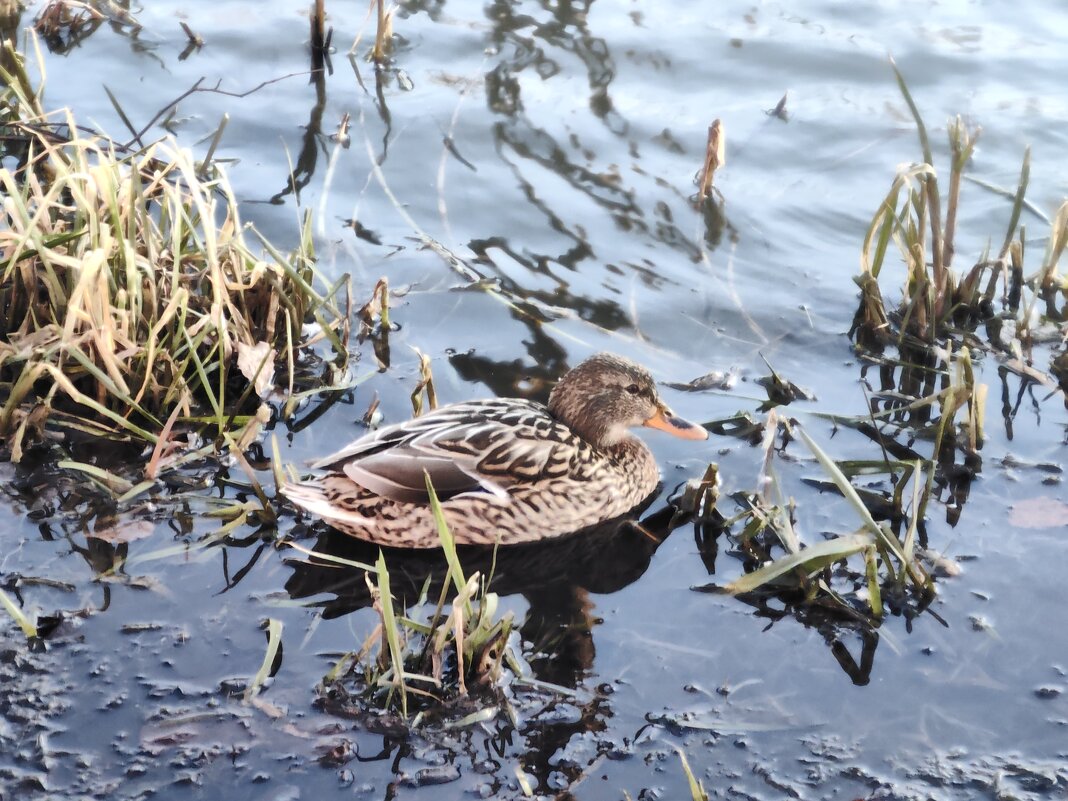Кряква - Александръ 