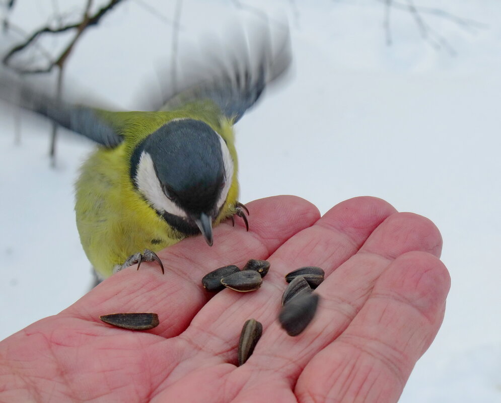 Сбоку припеку - Александр Чеботарь