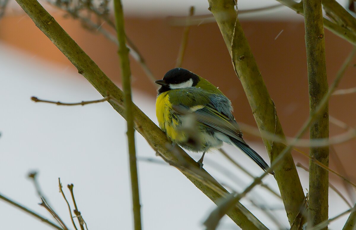 Братья наши меньшие. - Николай Феофанов
