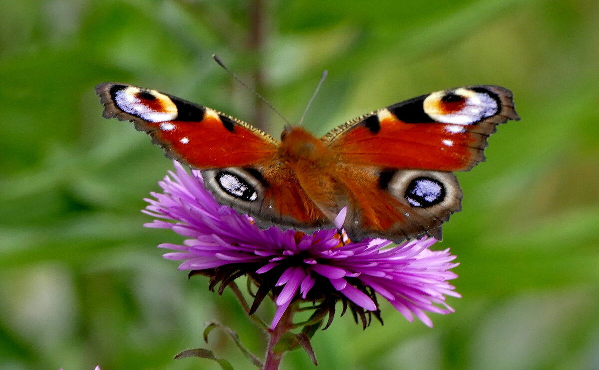 опять про бабочек...522 - Александр Прокудин