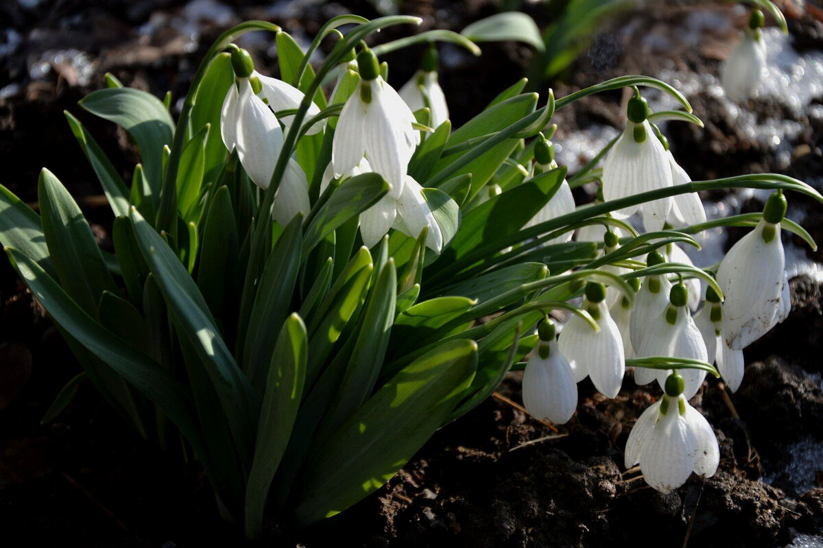 Посланники весны - Надежда Куркина 