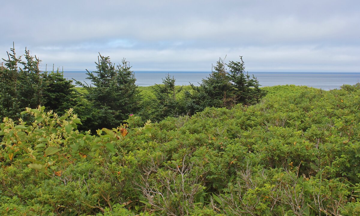 Уникальная экосистема - Владимир Соколов (svladmir)