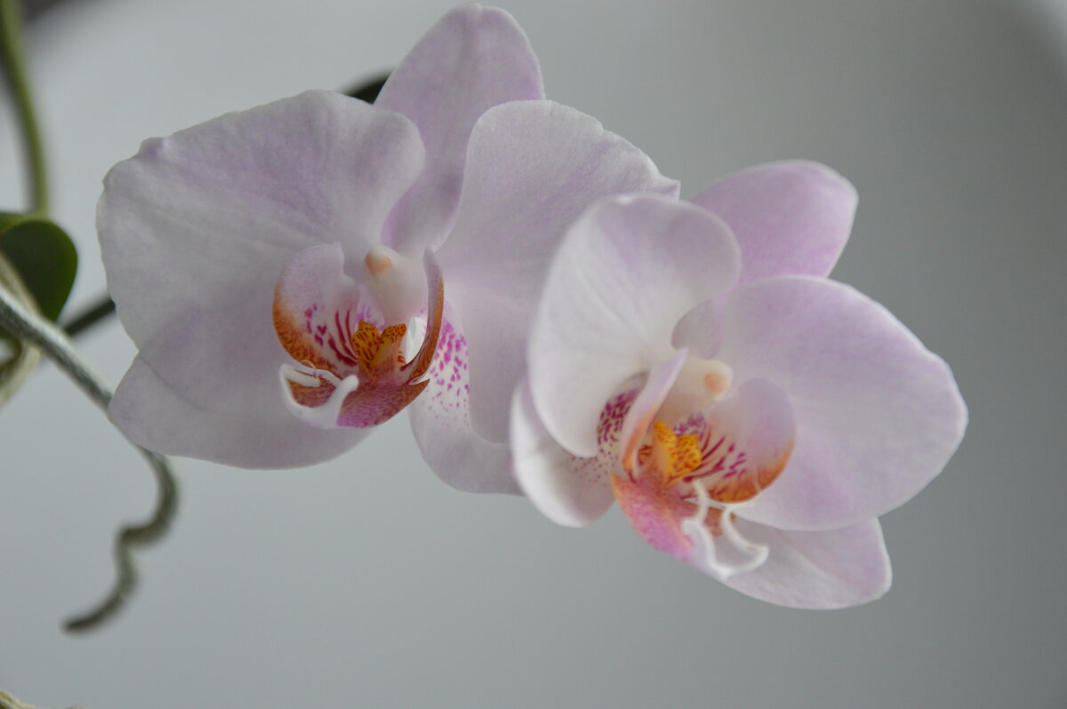 *** - Надежда Куркина 