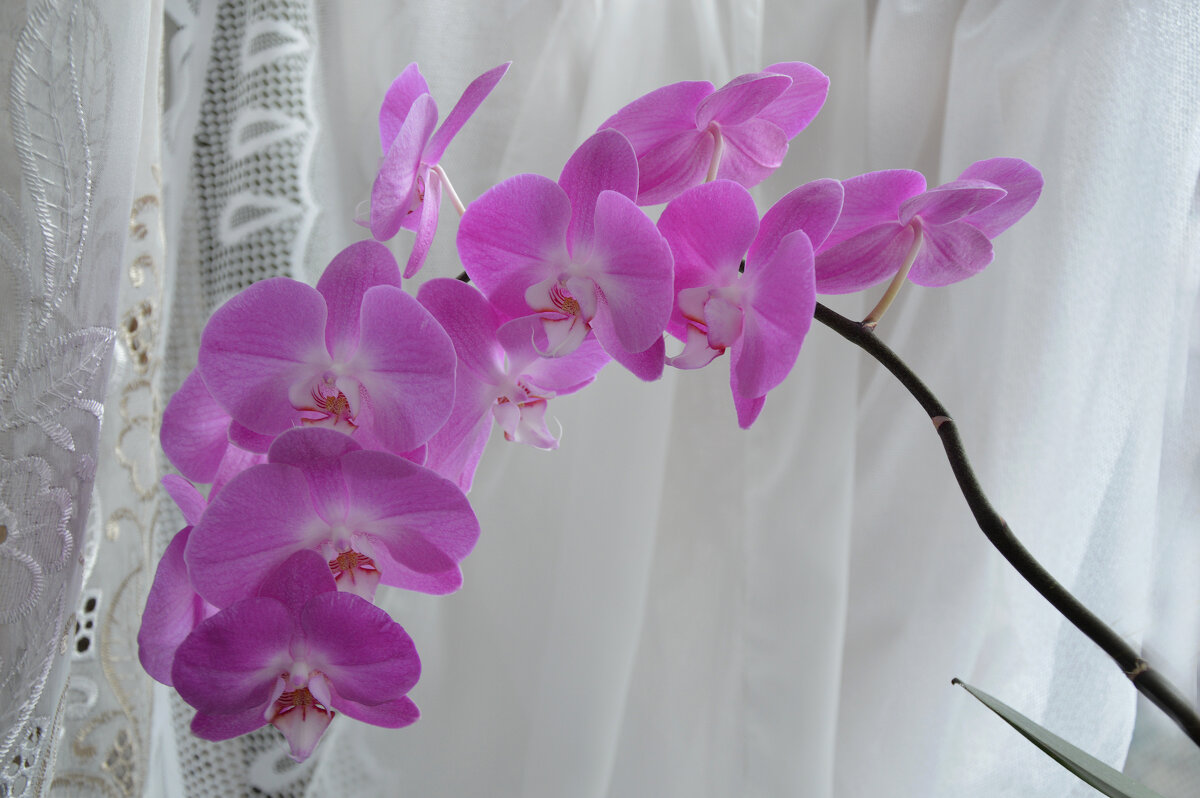 Розовое чудо... - Надежда Куркина 