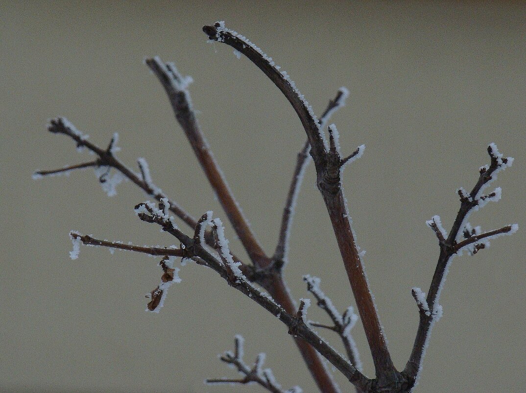 "Февраль... Достать чернил и плакать..." Б.Пастернак - Syntaxist (Светлана)