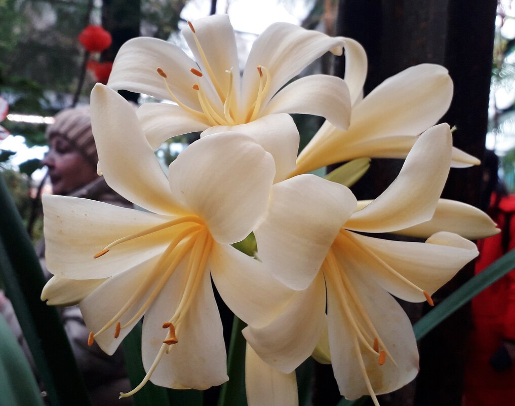 Кливия - Лидия Бусурина