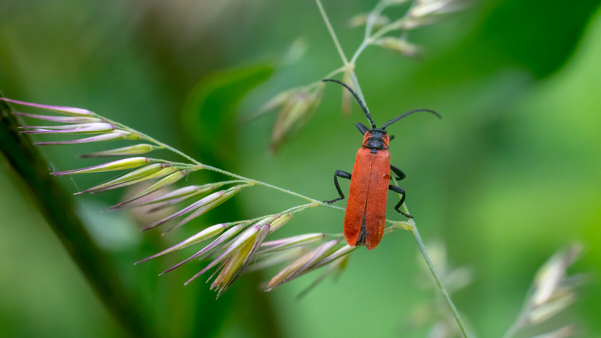 Лето. Макро. - Владимир Лазарев