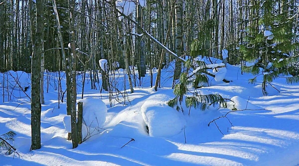 Март....Голубой день в лесу! - Владимир 