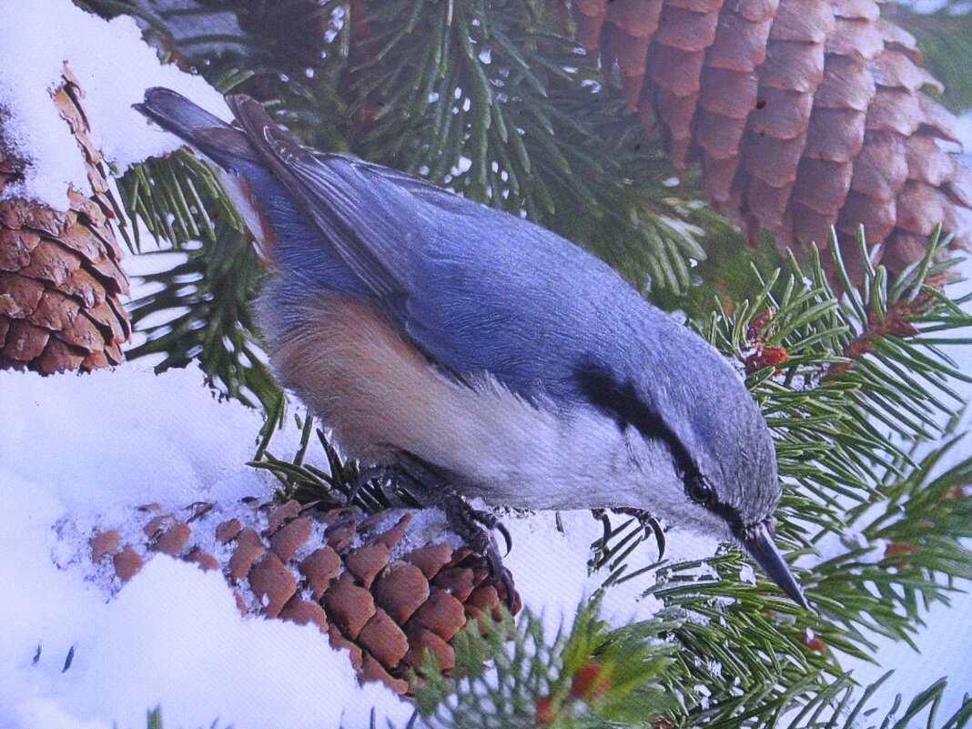 В поисках еды - Людмила Смородинская