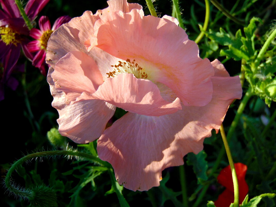 Нежный мак. - nadyasilyuk Вознюк